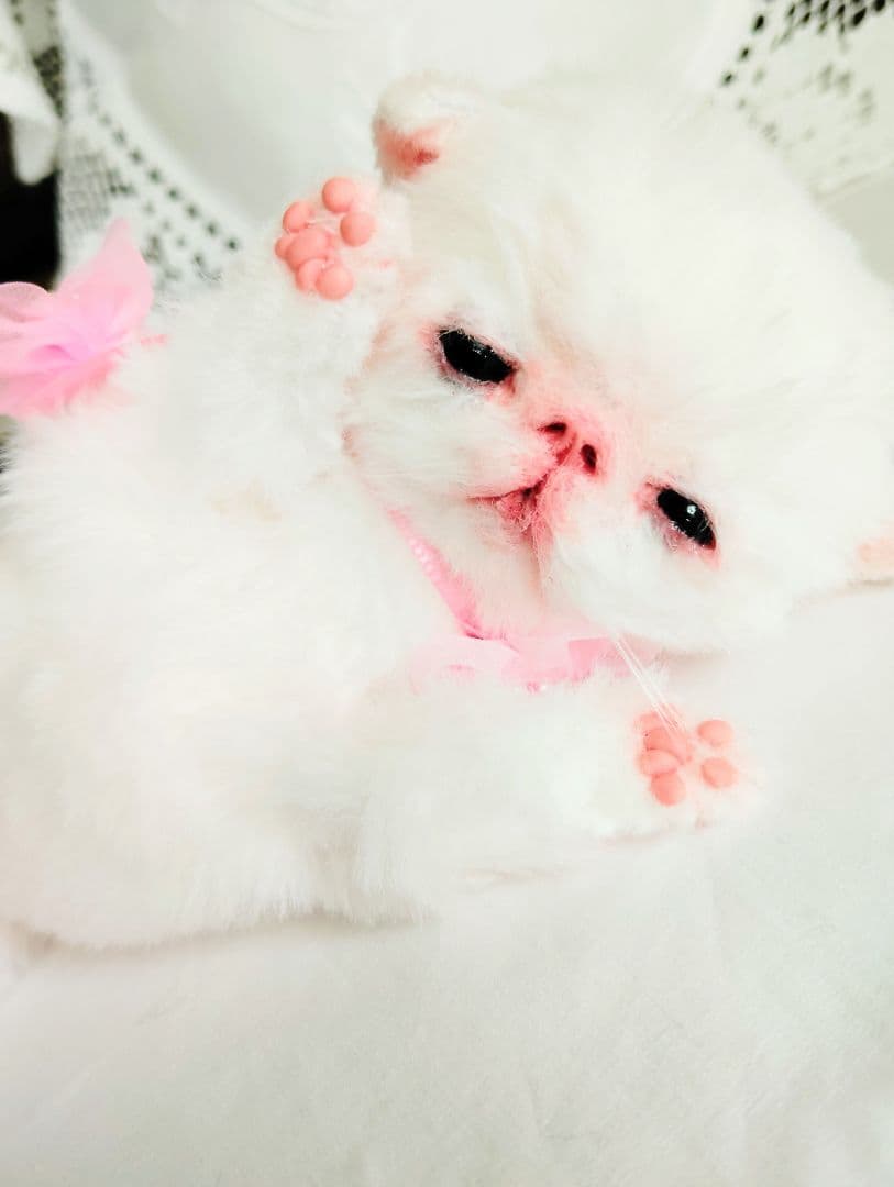 生後２週間♡赤ちゃん子猫ちゃん♡ねむねむ♡アートドール♡ぬいぐるみ♡